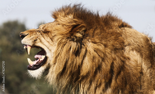 angry lion