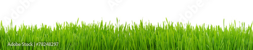 Green grass on white background #78248297
