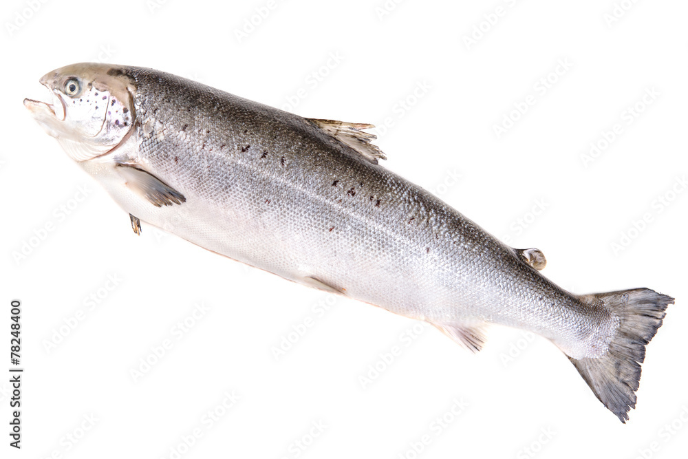 Fresh raw salmon Fresh raw salmon
