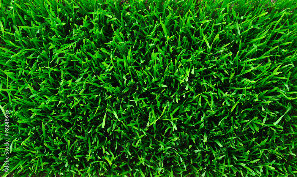 grass background grass background