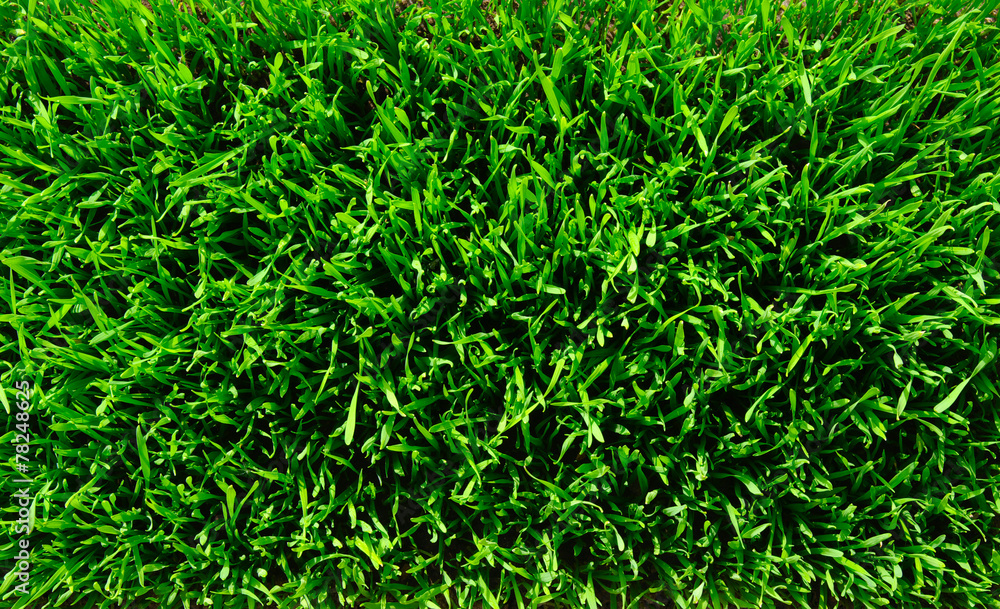grass background grass background