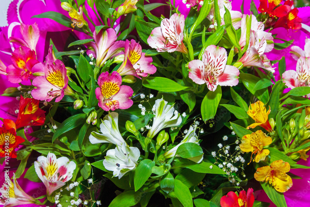 image Floral background from plants Alstroemeria image Floral background from plants Alstroemeria