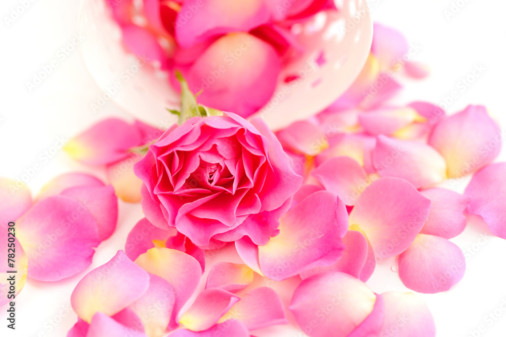Pink rose and petals on a white background Pink rose and petals on a white background