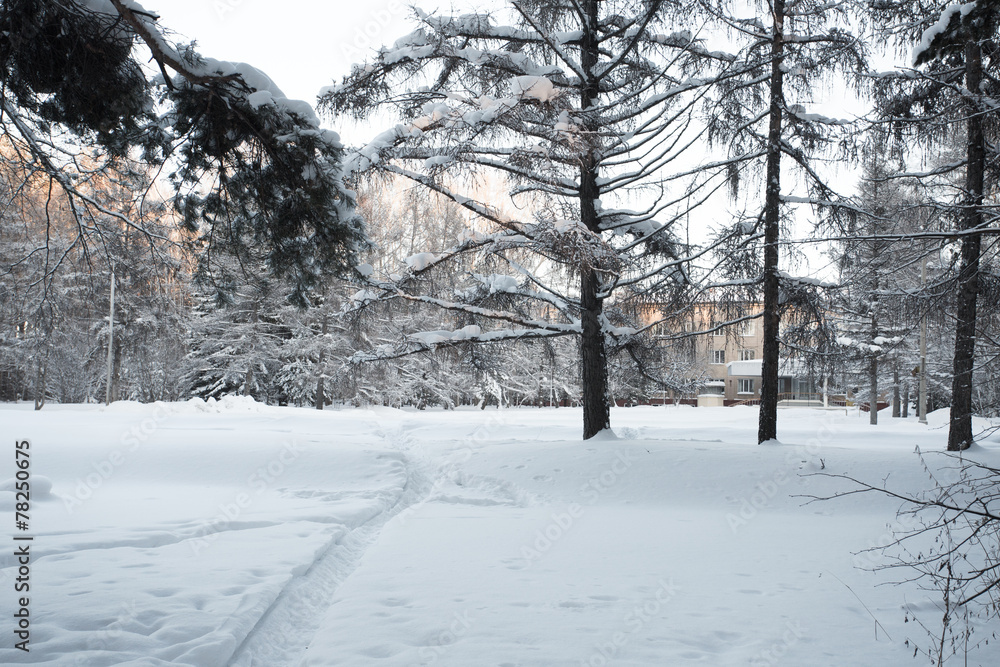 Obraz premium Beautiful winter forest