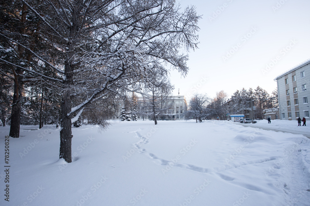 Fototapeta premium Beautiful winter forest
