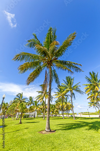 beautiful Miami Beach with palm trees
