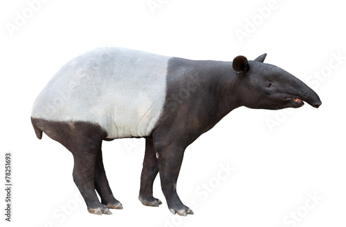 Malayan tapir or Asian tapir isolated photo