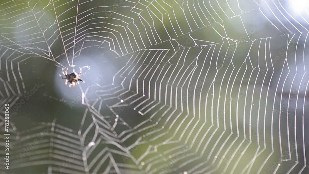 Spiny Orbweaver spider on web move with wind under the canopy Spiny Orbweaver spider on web move with wind under the canopy