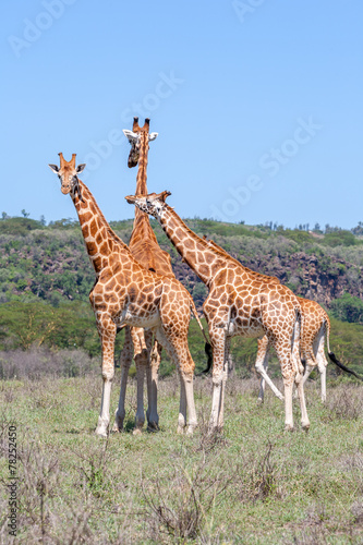 Fototapeta Naklejka Na Ścianę i Meble -  Giraffes herd in savannah