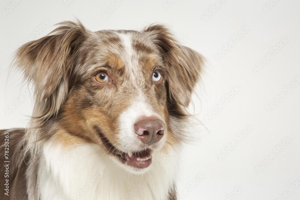 Fototapeta premium Australian Shepard