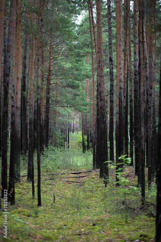 Fototapeta Naklejka Na Ścianę i Meble -  The trees in the forest
