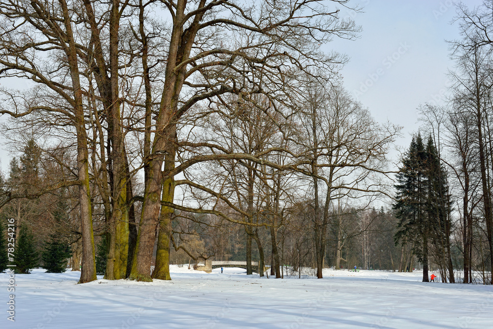 Winter  sunny landscape in Pavlovsk  garden.