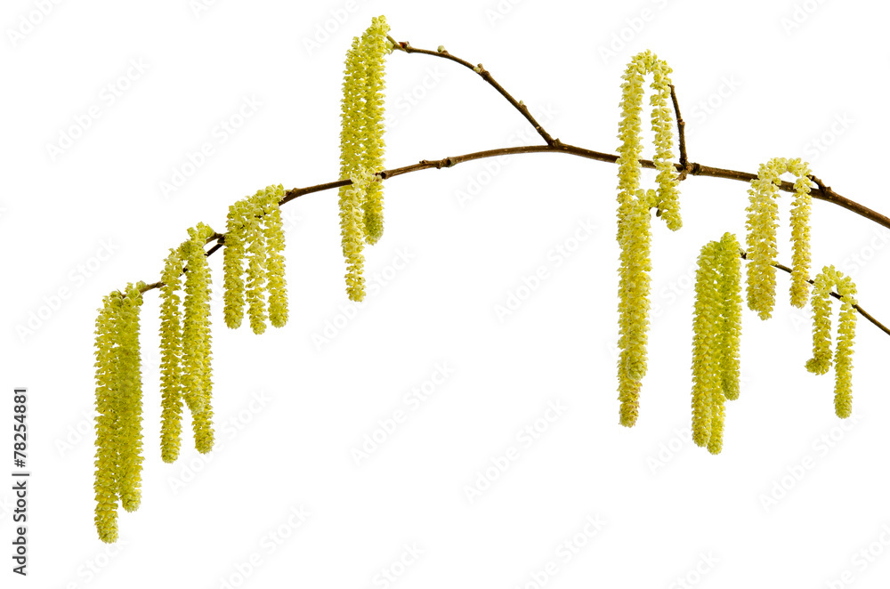 Fototapeta premium Blühender Haselnusszweig