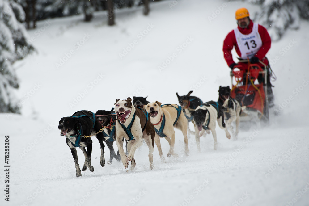 Sleddog speed racing.