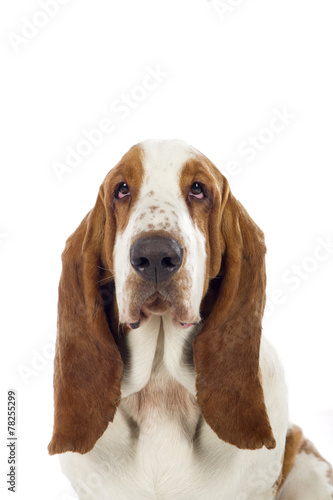 Basset Hound