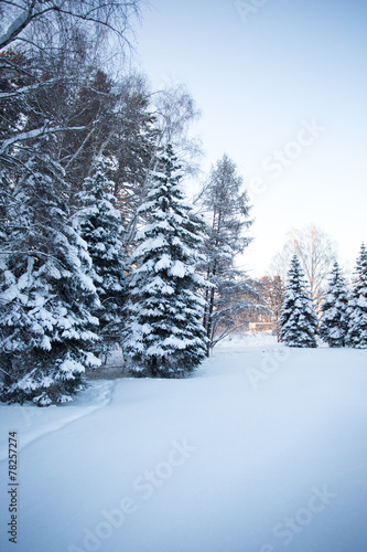 Beautiful winter forest
