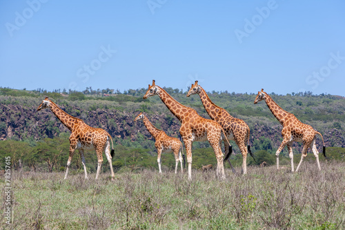 Giraffes herd in savannah