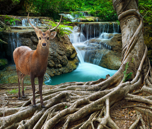 sambar deer standing beside bayan tree root in front of lime sto photo
