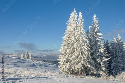 Winter landscape in mountains with fir trees
