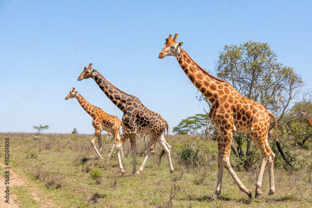 Fototapeta premium Giraffes herd in savannah