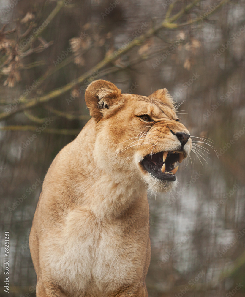 Naklejka premium Barbary lioness 10464