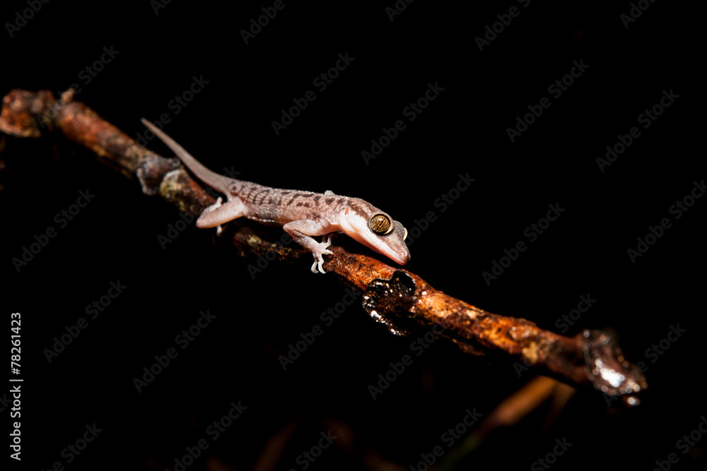 Gecko on a branch at night