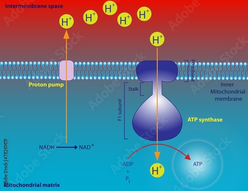 ATP synthase photo