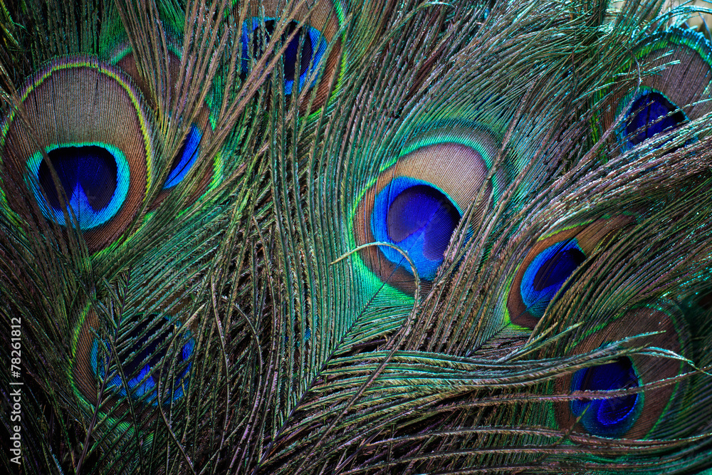 Fototapeta premium close up of beautiful of indian peacock fan tail
