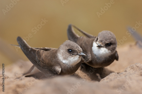 Sand Martins photo