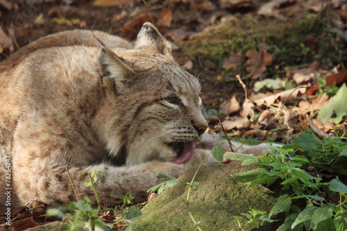 lince europea mammifero selvaggio carnivoro predatore photo