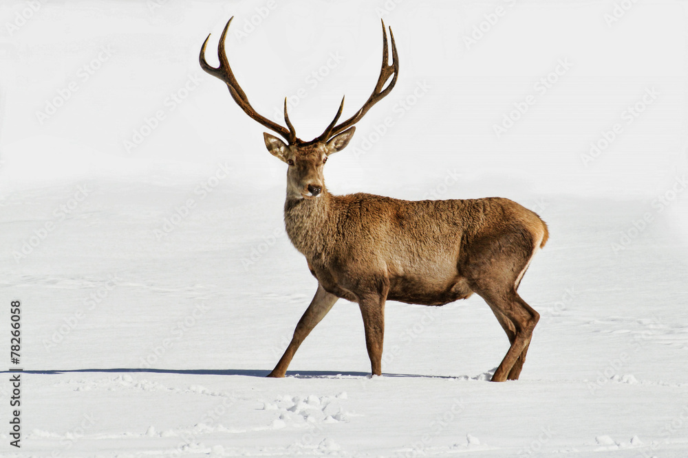Deer