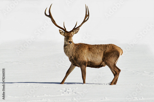 Obraz na płótnie Deer w salonie