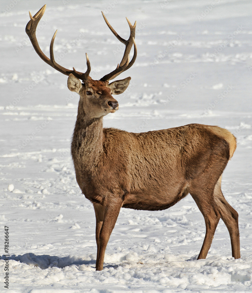 Deer