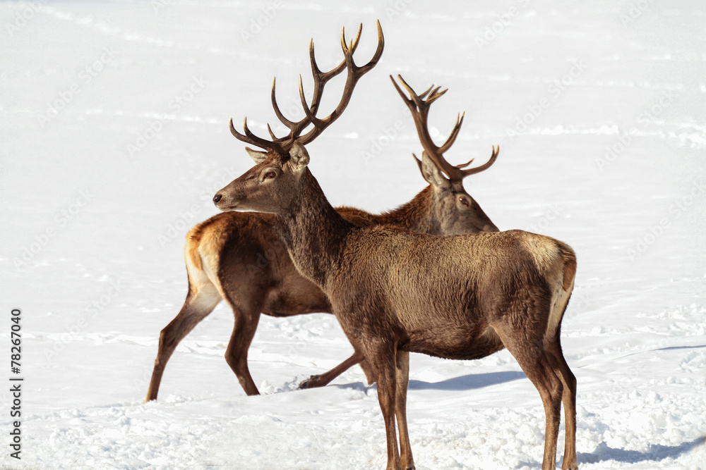 Deers Deers