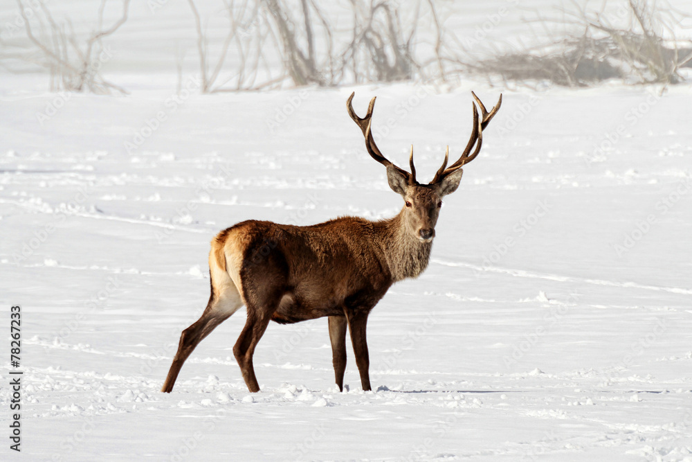 Deer