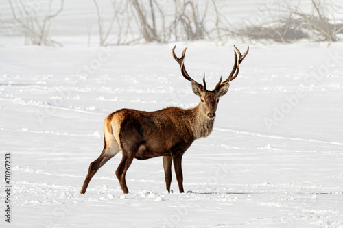 Obraz na płótnie Deer w salonie