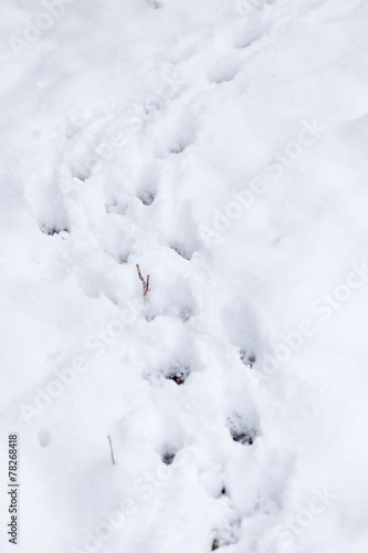 paw prints on fresh clean snow