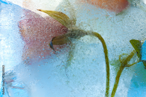 frozen flora - canarian bellflower photo