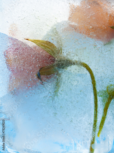 frozen flora - canarian bellflower photo