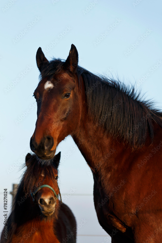 Obraz premium 2 Freunde 2