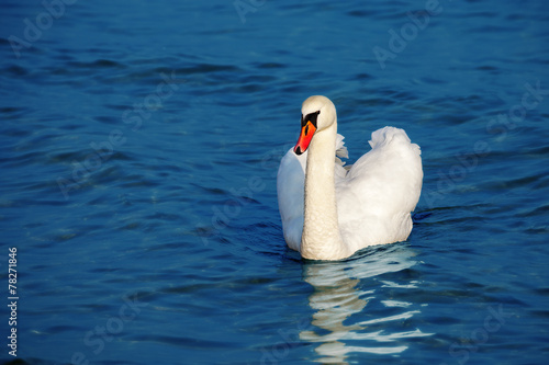 Beautiful white swan on the blue water.