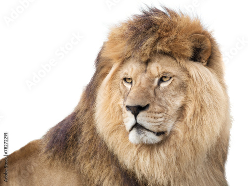 Fototapeta Naklejka Na Ścianę i Meble -  Watchful mighty lion