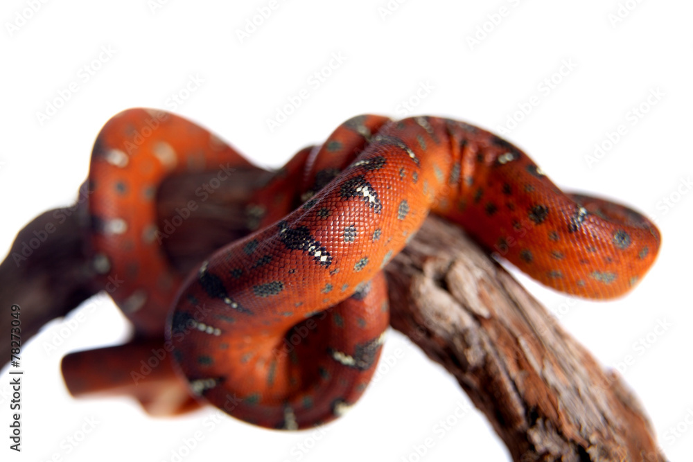 Fototapeta premium Emerald tree boa, 2 days old, isolated on white