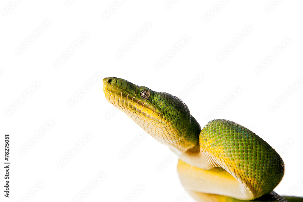 Obraz premium Emerald tree boa isolated on white background