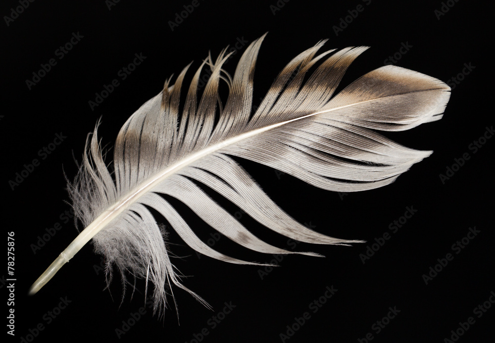 Obraz premium feather on a black background