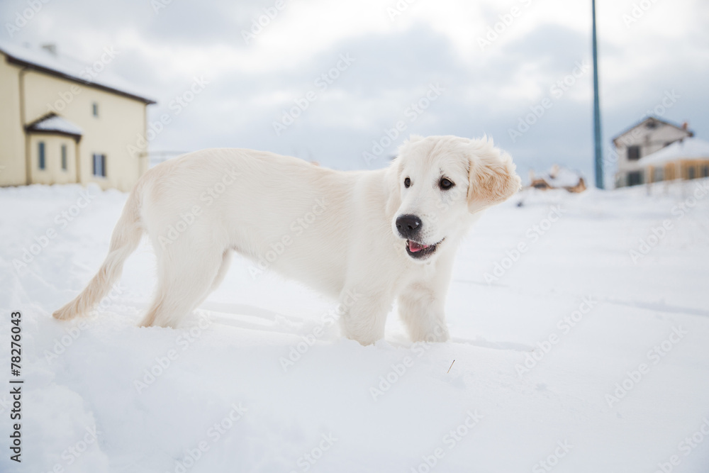Winter walk of golden retriever puppy