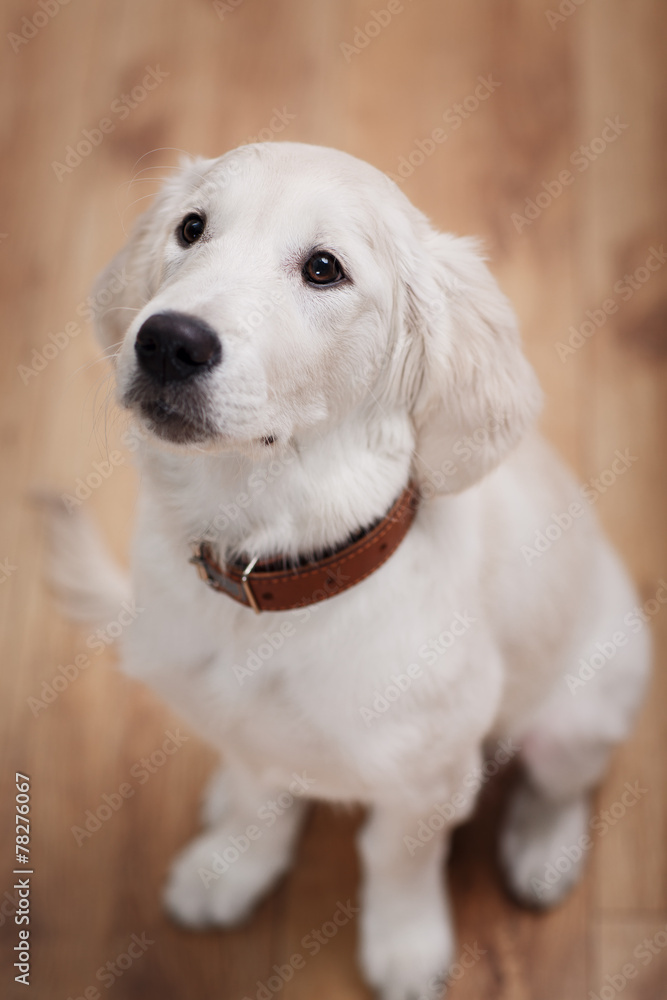 labrador retriever puppy labrador retriever puppy