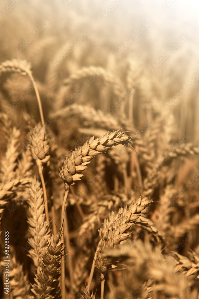 Fototapeta premium Gold wheat field