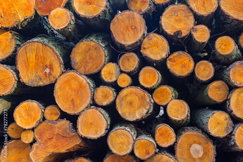 wood logs  background