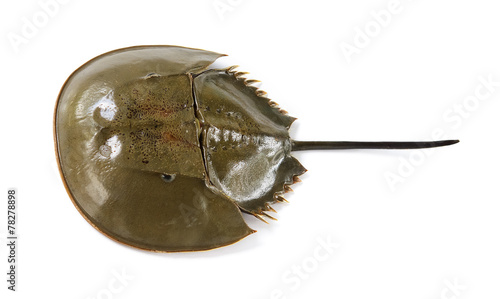 Californian Horsehoe Crab on white background